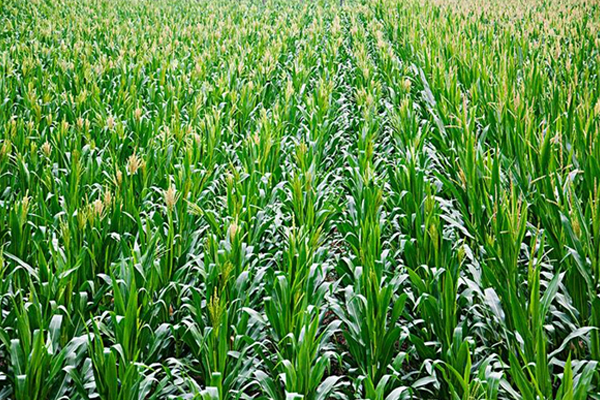 農(nóng)作物玉米的一些小知識(shí)